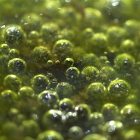 pond algae string algae