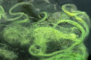 new jersey sting algae in pond