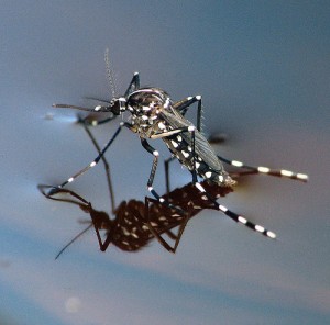 Mosquito control does not have to be a problem in water gardens.