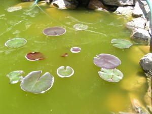 pond water green nj