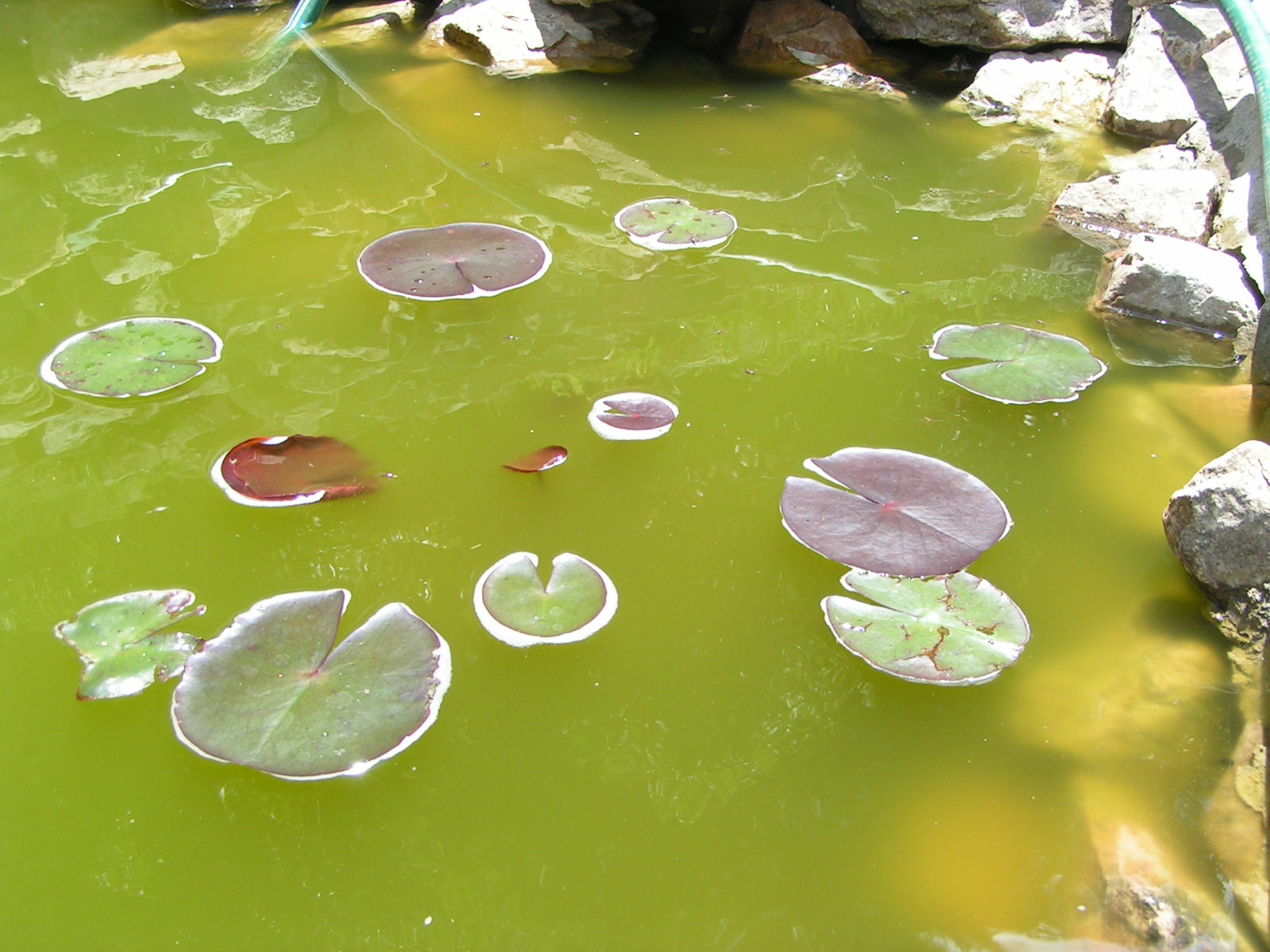 Algae In Pond Water