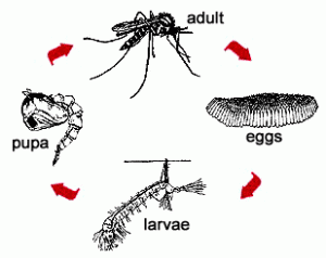 nj pond mosquito life cycle