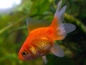 FANTAIL GOLDFISH - Full Service Aquatics