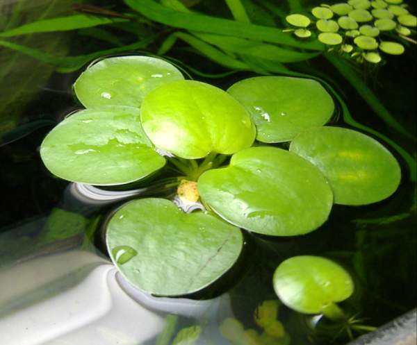 aquatic plants new jersey