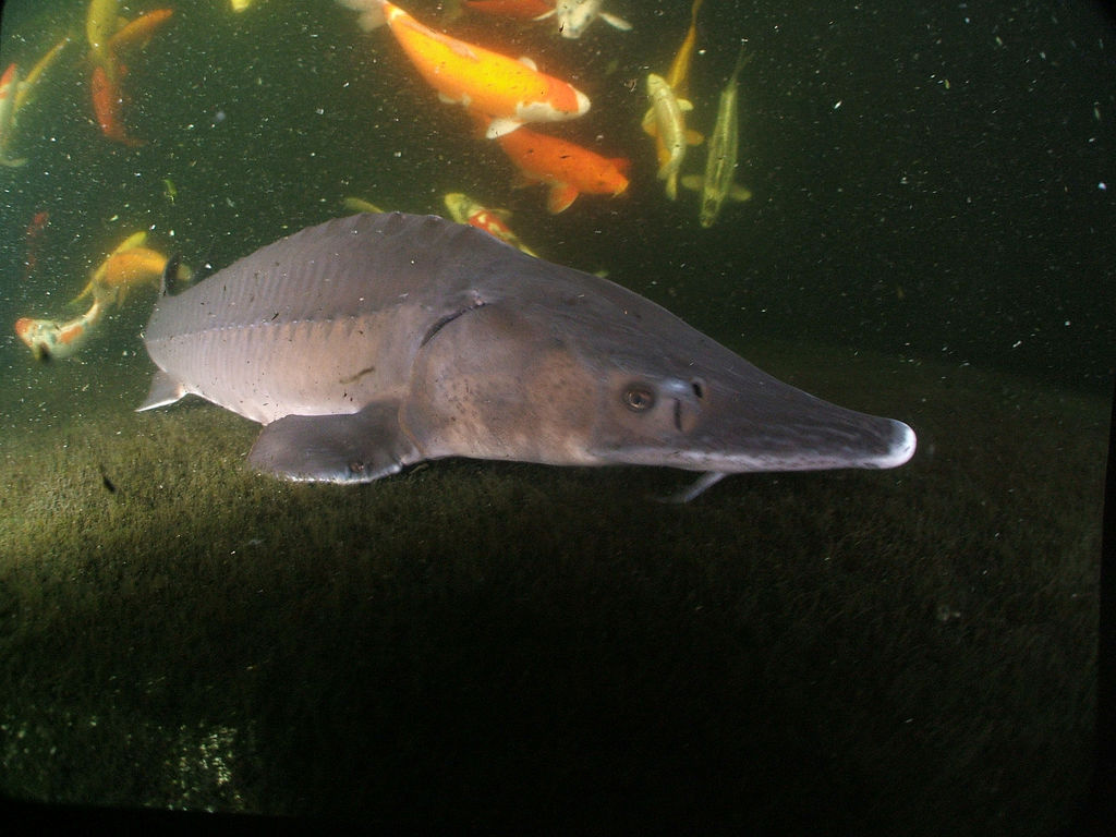 Grey Sturgeon Fish in water located in NJ