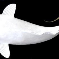 tancho kohaku nj