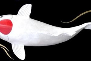 tancho kohaku nj