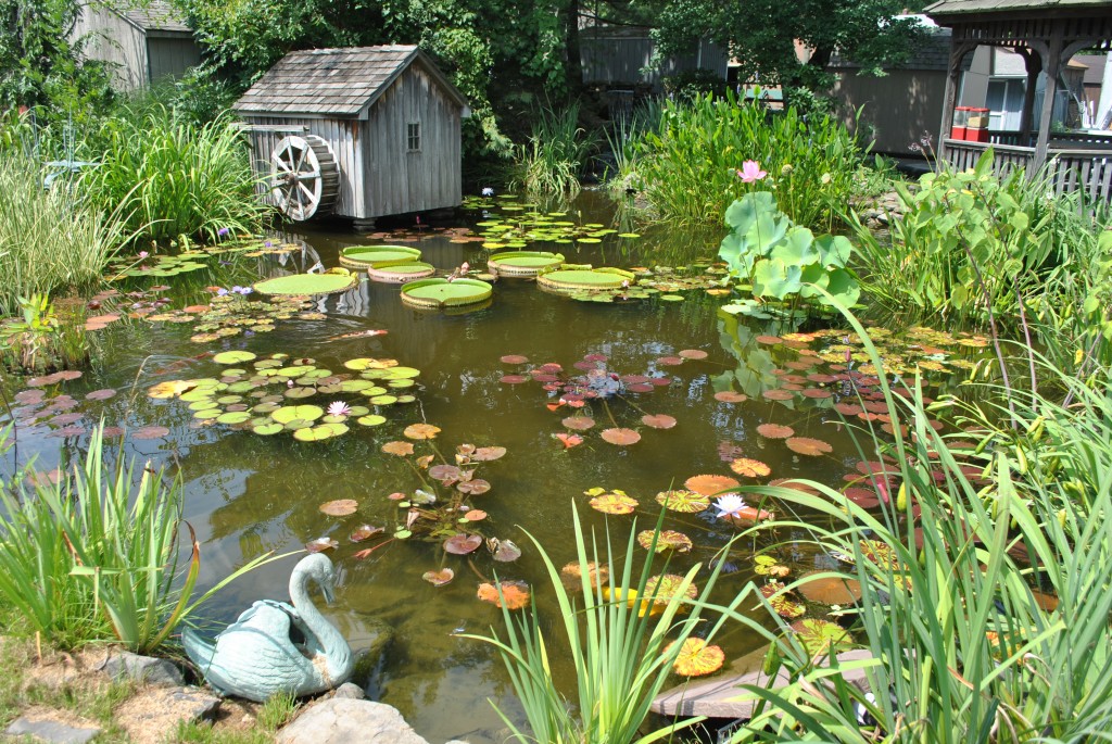 How To Winterize Pond Plants And Have Them Thrive Next Season