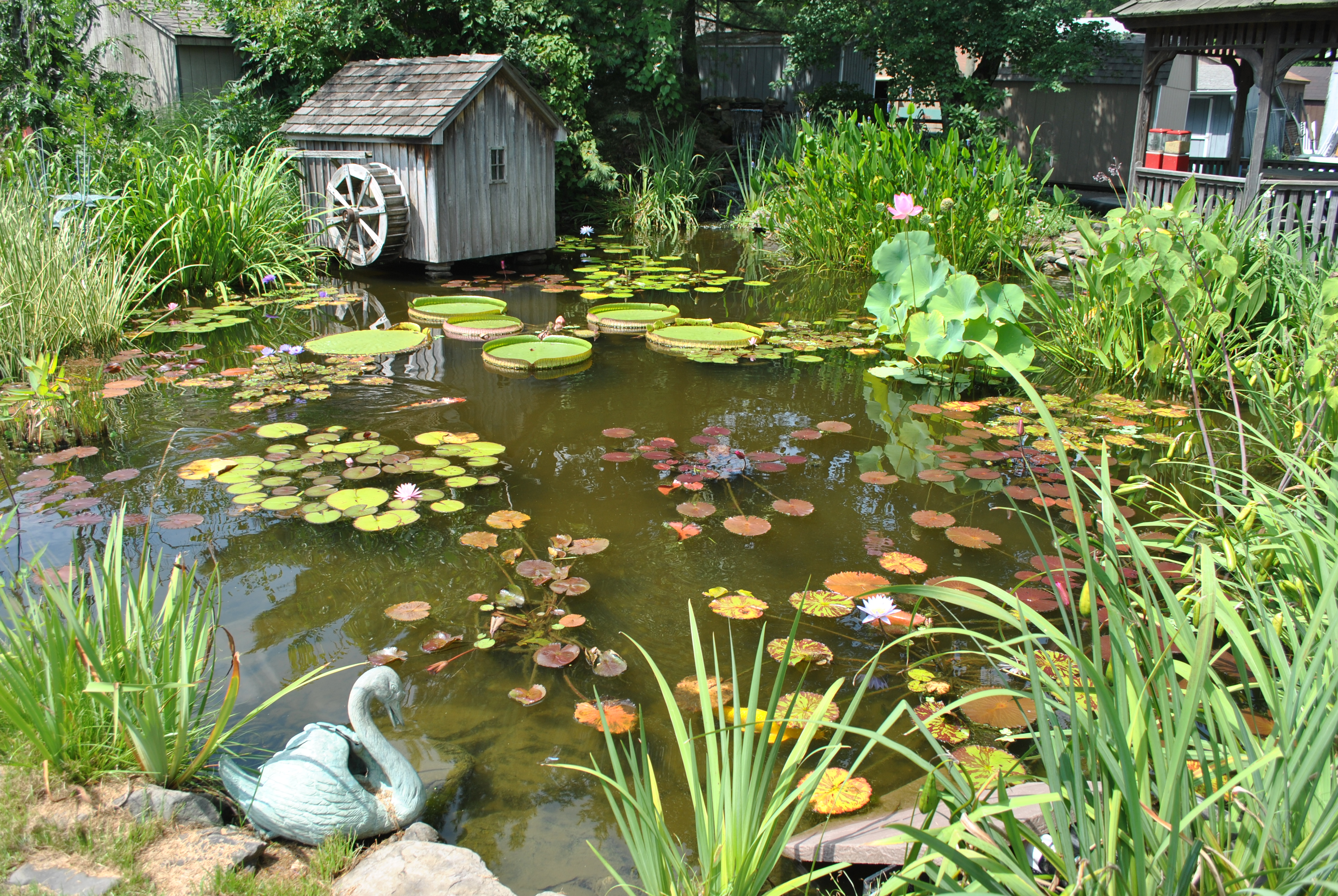 How To Winterize Pond Plants And Have