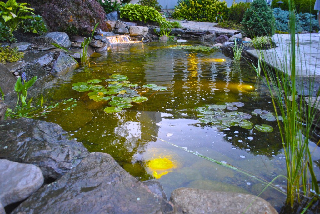 water garden Ringoes NJ