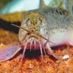 weather dojo loach