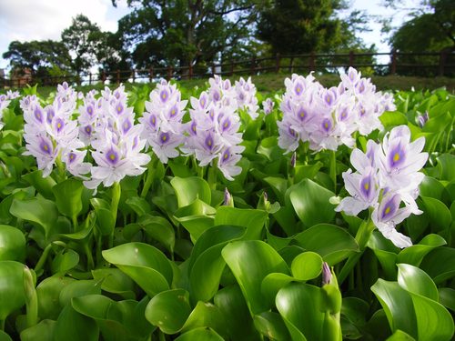 Are water hyacinths store poisonous to dogs