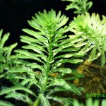 parrotfeather myriophyllum aquaticum