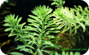 parrotfeather myriophyllum aquaticum