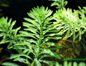 Water Gardening with Parrotfeather Myriophyllum aquaticum New Jersey