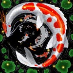 butterfly koi