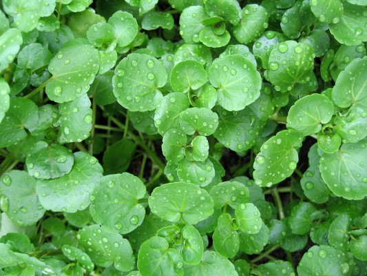 watercress-health-benefits-and-nutritional-breakdown