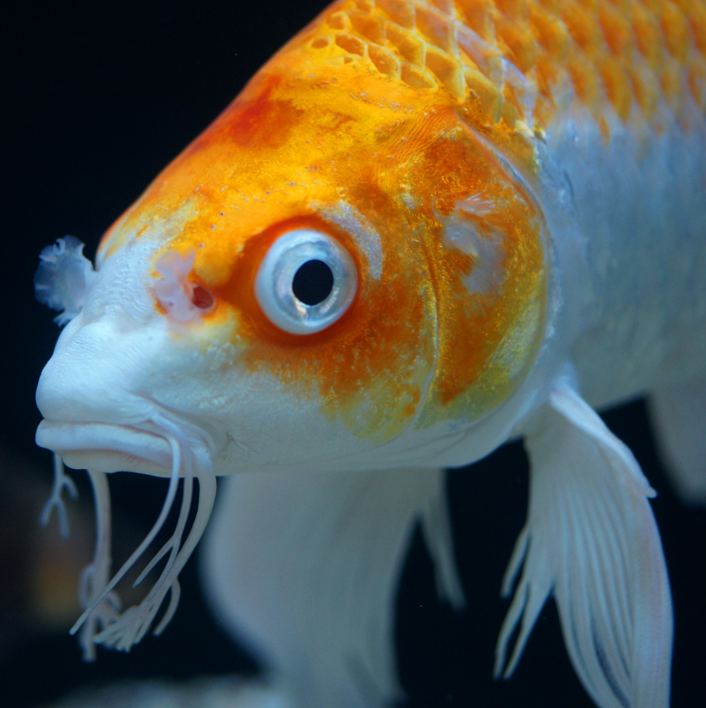 Butterfly koi  are also known as the dragons of the pond world 