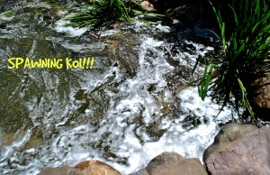 koi spawning new jersey