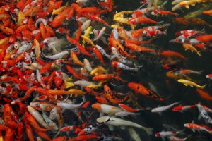 Feeding goldfish in outdoor hot sale pond