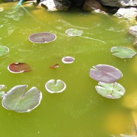 new pond syndrome