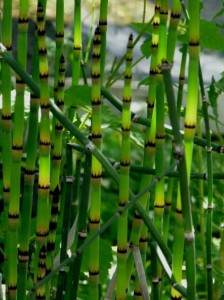 Tall green plants