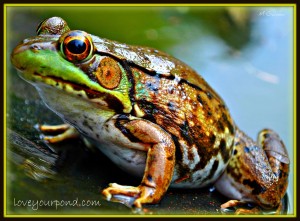 FROGS AND BACKYARD WATER GARDEN PONDS