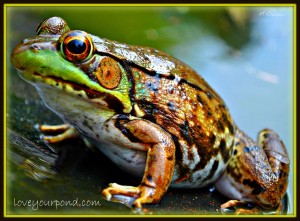 FROGS AND BACKYARD WATER GARDEN PONDS - Full Service Aquatics