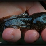 tadpole new jersey pond