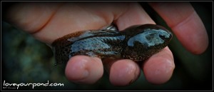 tadpole new jersey pond