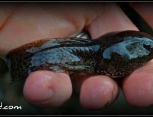 tadpole new jersey pond