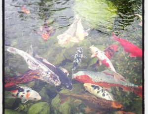 koi fish