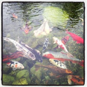 koi fish