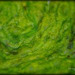 blanket algae