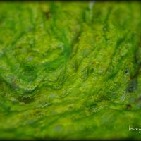 blanket algae