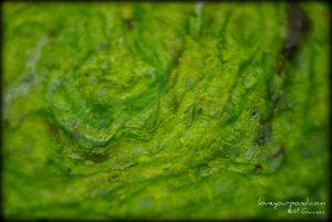 blanket algae