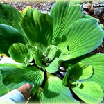water lettuce
