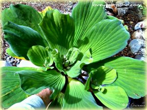 water lettuce