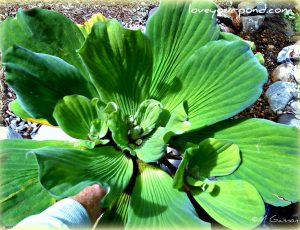 water lettuce