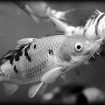 baby koi