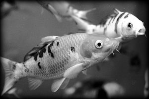 baby koi