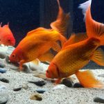 goldfish