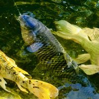 koi fish new jersey