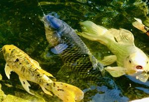 koi fish new jersey