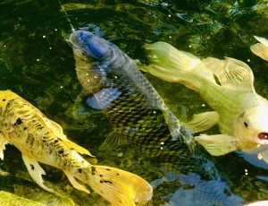koi fish new jersey