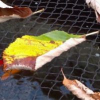 pond netting