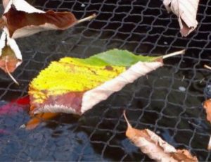 pond netting