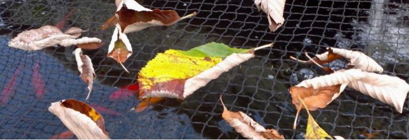 POND NETTING, WHAT TYPE OF POND NETTING IS BEST? - Full Service Aquatics