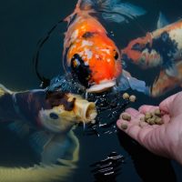 feeding koi