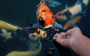 feeding koi